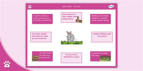 Rabbit Habitat - Fact Sheet - Bunny Care - Twinkl Pets