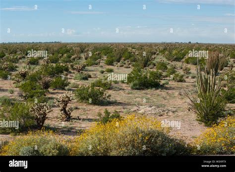 Sonora desert mexico hi-res stock photography and images - Alamy