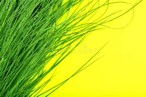 Grass with Yellow Background Stock Image - Image of field, drips: 73544557