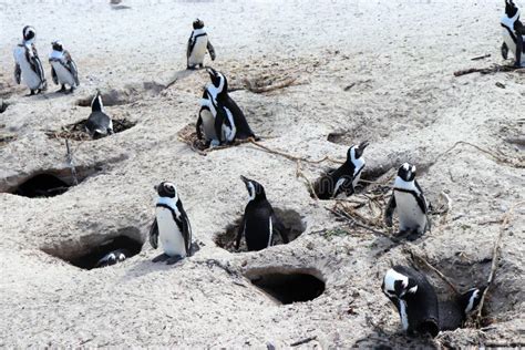 Penguins at Boulders Beach stock photo. Image of demersus - 149434964