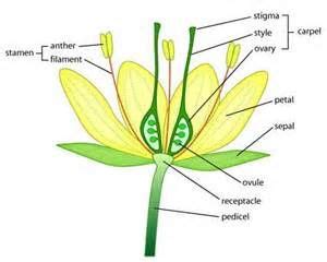 Angiosperms - Phylum Anthophyta (flowering plants) | Parts of a plant, Identify plant, Planting ...