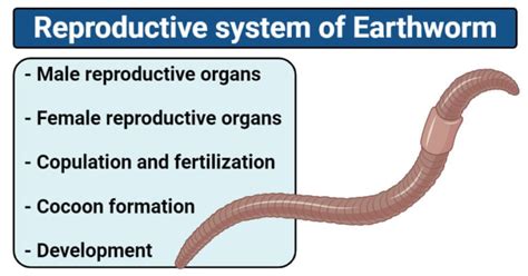 Earthworm- Reproductive System, Copulation, Cocoon formation