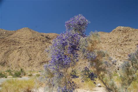 Desert Garden: Smoke tree blossoms~Today's Flowers 062710