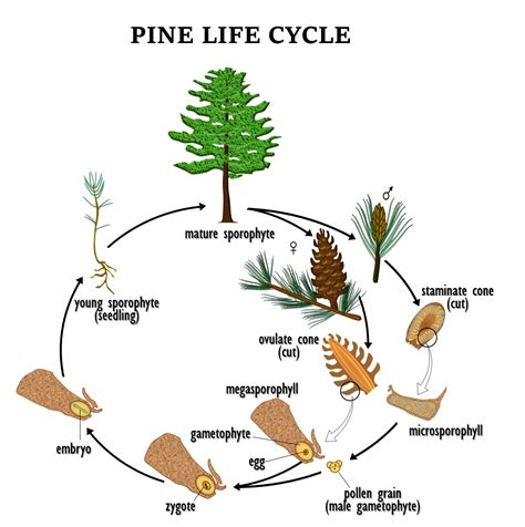 Pine Life Cycle | OER Commons | Life cycles, Montessori homeschool, Link and learn