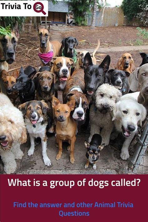 What Is Called A Group Of Dogs