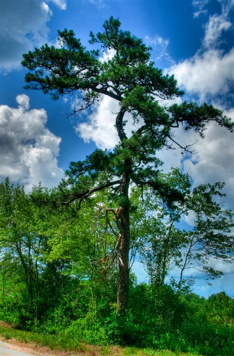 Beautiful Pine Tree - Louis Dallara Photography