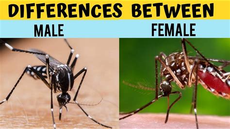 Difference Between Male And Female Mosquito Difference Between ...