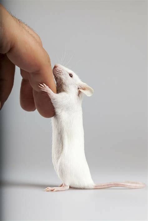 Do White Rats Make Good Pets? | Happy facts, Animal facts, Pets