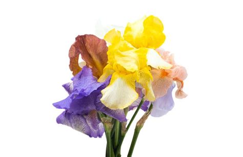 Iris bouquet stock photo. Image of contrast, fresh, flora - 18694668