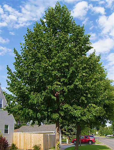 Hybrid Poplar Trees Fast Privacy Shade Easy to Grow No Roots | Etsy