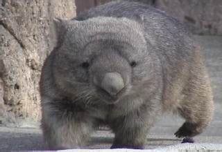 Wombat Behavior