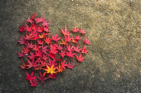 Premium Photo | Valentines day heart made of japanese maple (momiji)