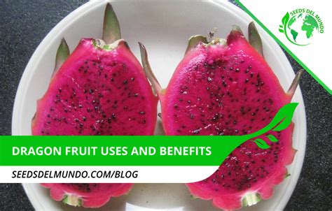 Dragon fruit uses and benefits | Seeds Del Mundo