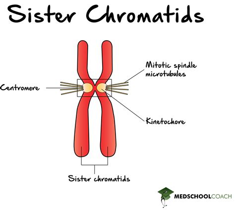 Mitosis – MCAT Biology | MedSchoolCoach