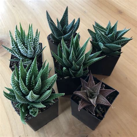 Hooray for Haworthia! Bundle - 6 Haworthia Varieties | Little Prince To Go