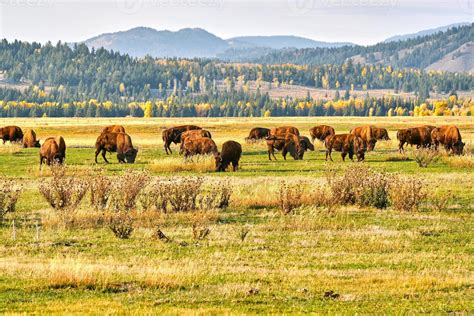 A herd of Bison grazes at sunset in Grand Teton National Park 11871588 Stock Photo at Vecteezy