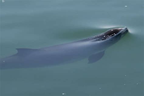 Harbor Porpoise – North American Nature