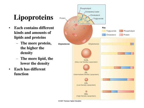 PPT - Lipoprotein Structures, Function and Metabolism PowerPoint ...