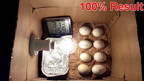 Homemade Incubator for Chicken Eggs | Cardboard Box Egg Incubator | DIY Homemade Incubator - YouTube