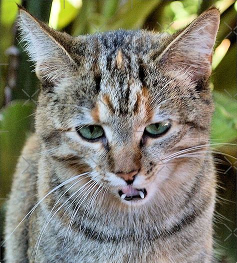 "AFRICAN WILDCAT - Felis silvestris lybica" by Magriet Meintjes | Redbubble