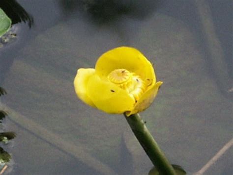 Nuphar Flower, Types of Nuphar