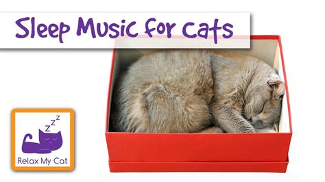 Sleep Music for Cats! Perfect Sleep Music for Kittens and Cats! 🐱 # ...