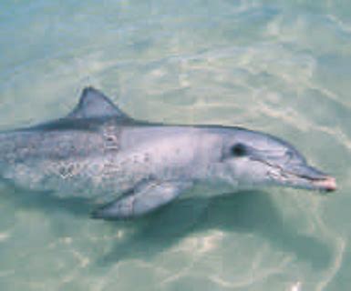 Indo Pacific Bottlenose Dolphin And Bottlenose Dolphin