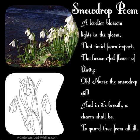 Snowdrop Means - Snowdrop Kdrama