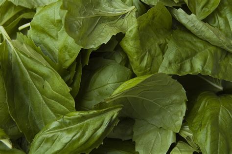 File:Basil leaves.jpg - Wikipedia