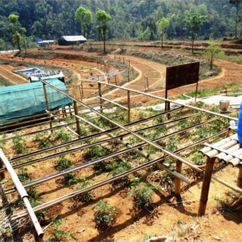 Modified bamboo drip irrigation system suitable for field crops ...