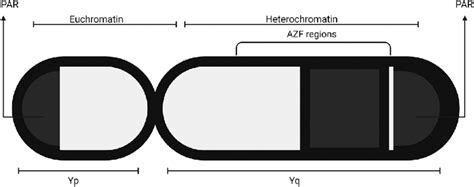 Diagram of the Y Chromosome. The Y chromosome is an acro-centric form... | Download Scientific ...