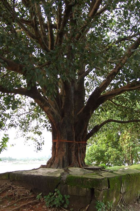 File:Siliguri-peepal-tree-1.JPG