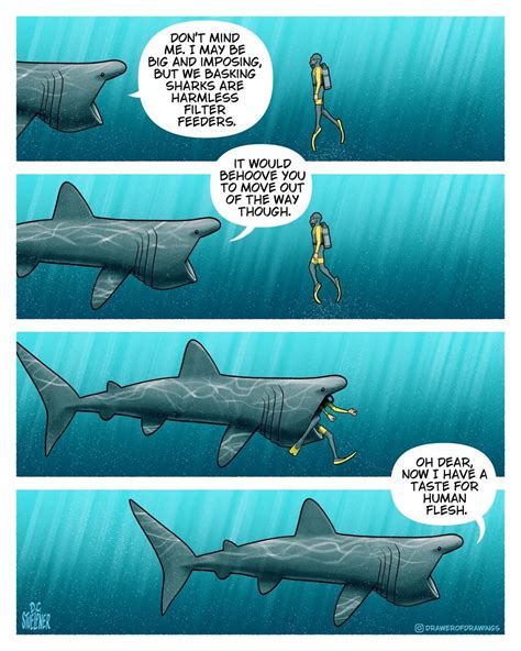 Basking Shark! : r/sharks