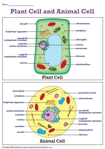 Plant Cell Diagram | Animal Cell Diagram | Plant and animal cells ...