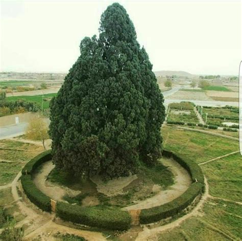 Pin by Barry. 松豐 Lee. 李 on 风景 | Cypress trees