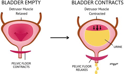 Urinary Incontinence - What can I do to strengthen my pelvic floor? — Andrea Trombley Physical ...