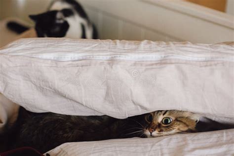 Beautiful Scared Tabby Cat Hiding Under Pillow on Cozy Bed. Maine Coon ...