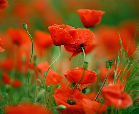 Poppy Flower Images Photos - Subarubaruk