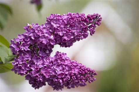Lilac Tree Blossom Flowers Free Stock Photo - Public Domain Pictures