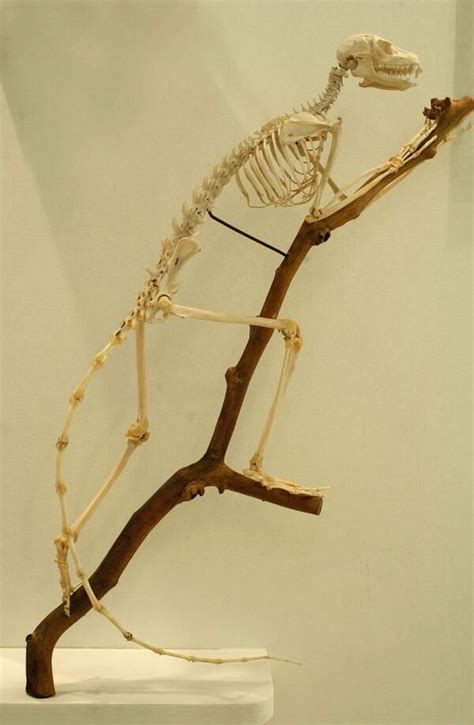 Cole Zoology Museum on Twitter | Lemur, Zoology, Skeleton