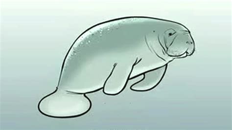 Manatee Drawing at GetDrawings | Free download