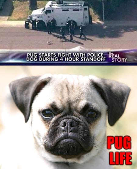 Pug life is thug life... - Imgflip