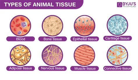 Types Of Tissue Diagram