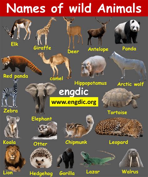 Animal Names | Domestic and wild animals PDF - EngDic