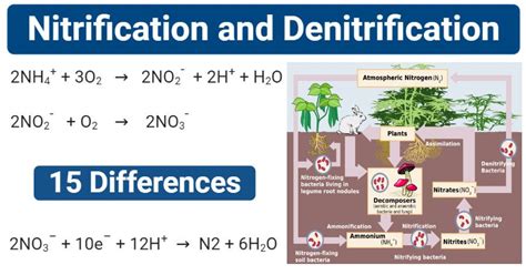 Nitrification vs. Denitrification: What's the Difference?