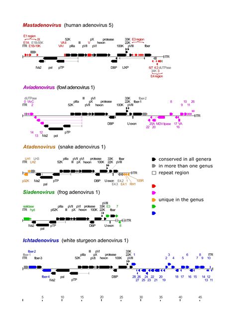 Adenovirus Classification