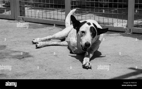 CAT & DOG Shelter 6 Stock Photo - Alamy