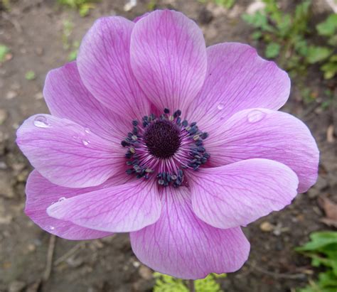 amazing anemones – Nip it in the bud