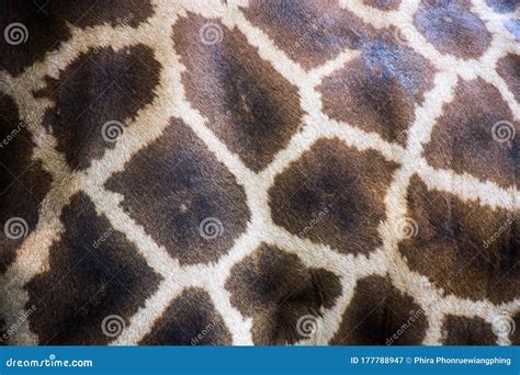 Texture of Giraffe Fur, Wildlife Stock Image - Image of pattern, abstract: 177788947