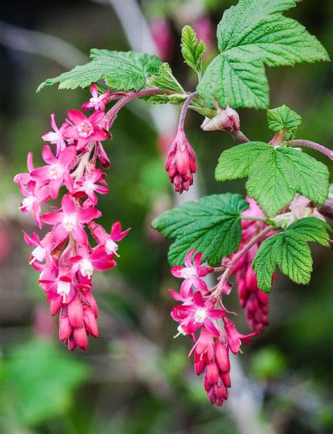 Red Flowering Currant - Tesselaar